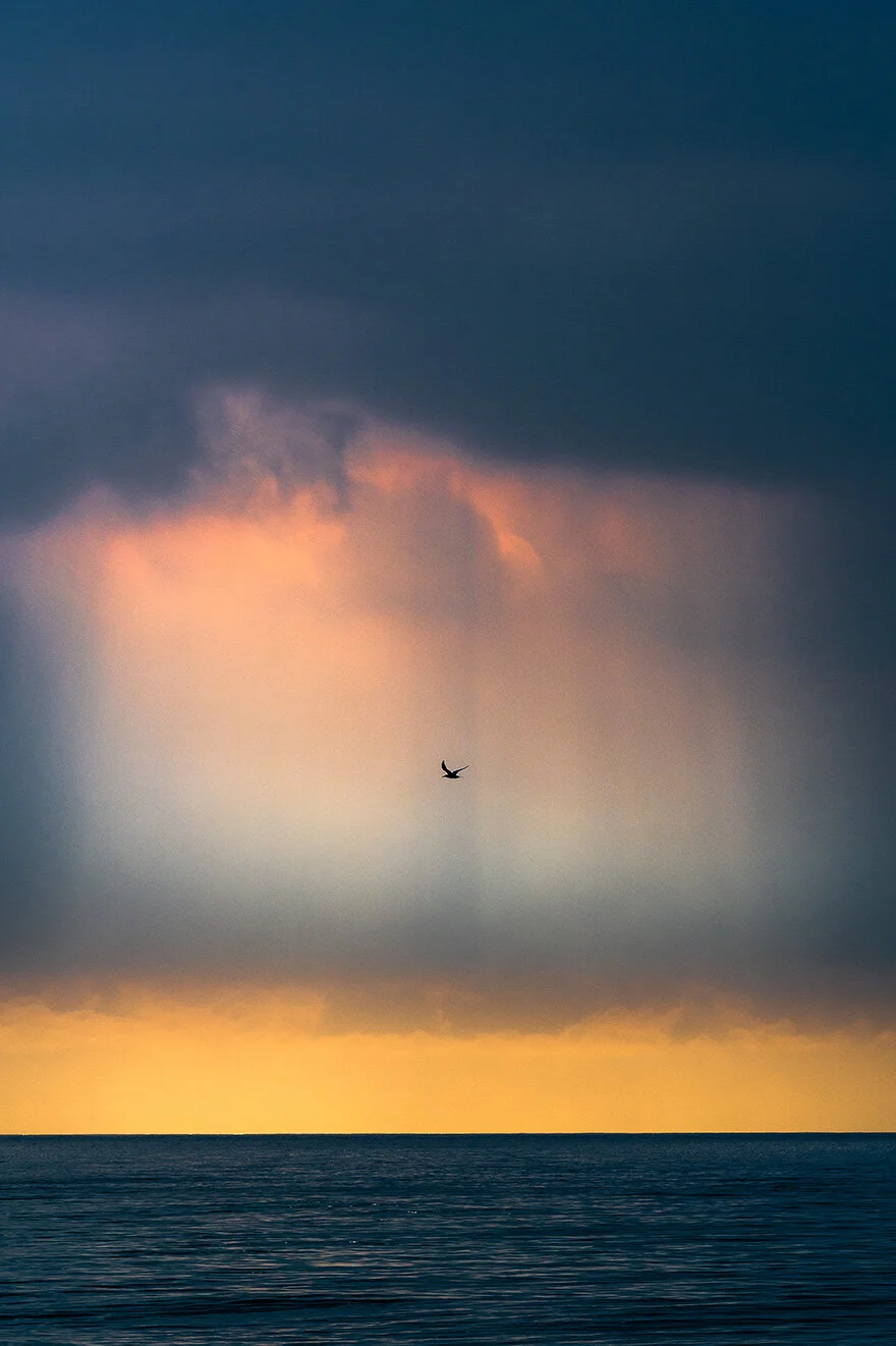 Fraser light bird A4 for web.jpg
