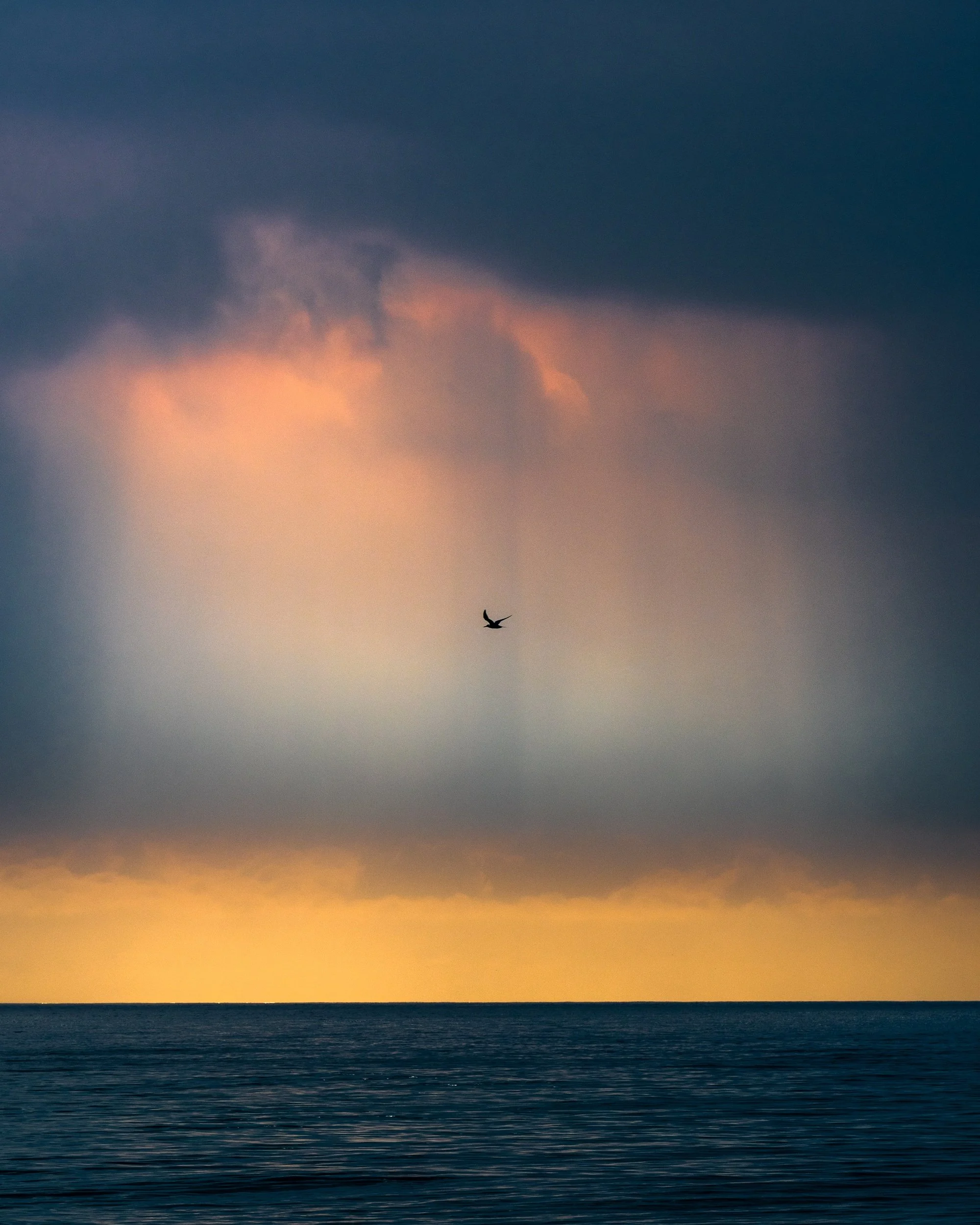 processed_Fraser Light bird 8x10_.JPG