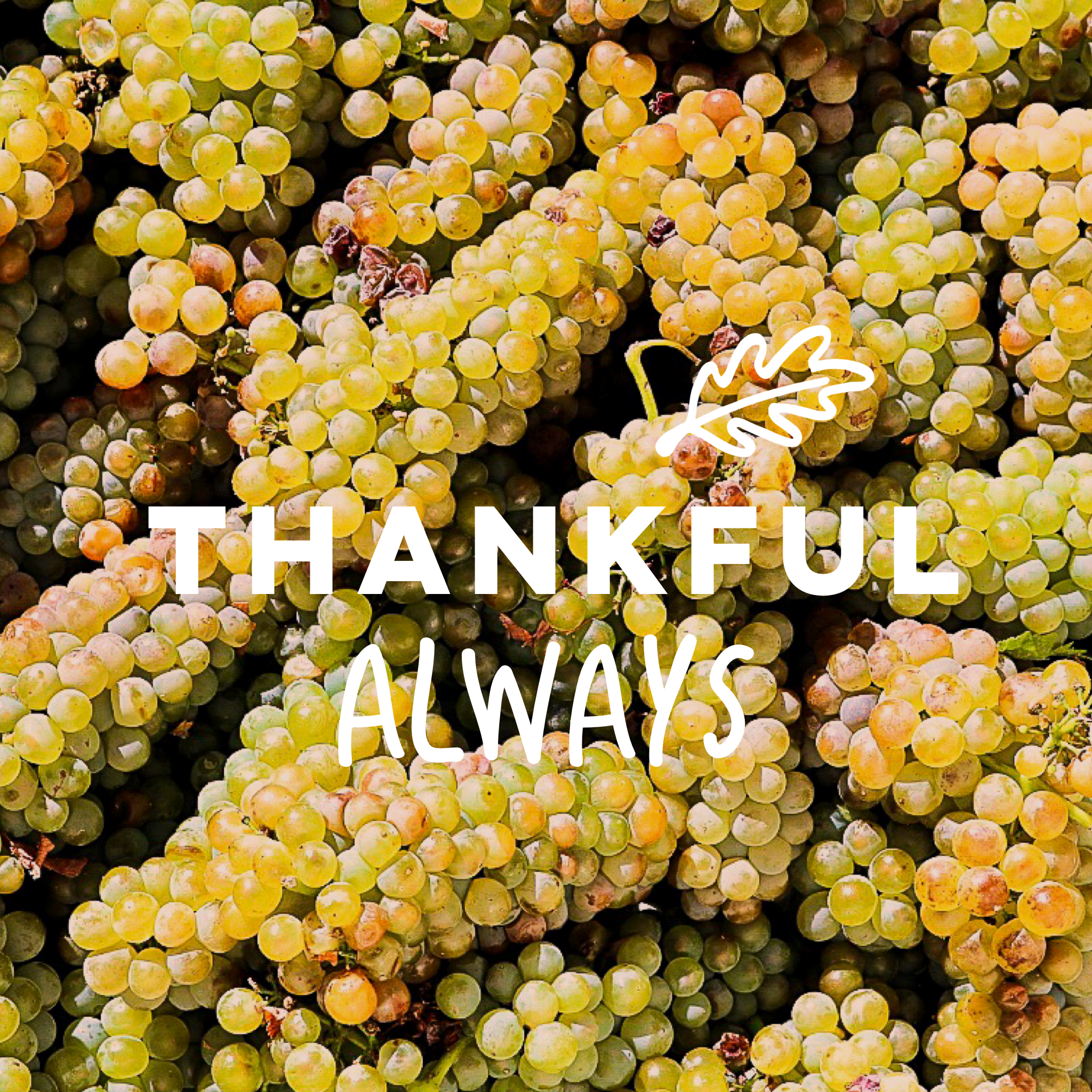 Grapes Thanksgiving.png