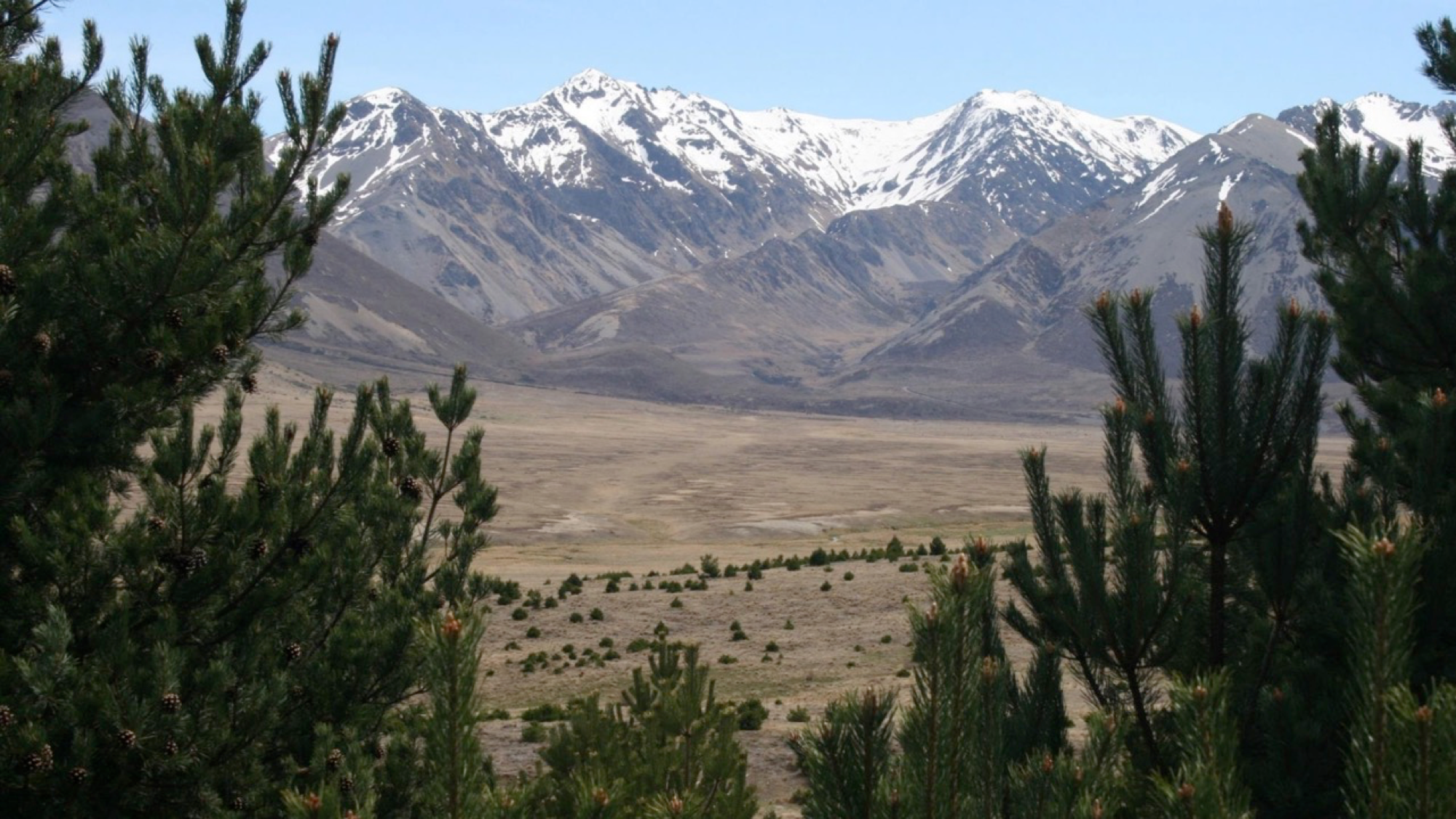 Wilding conifers in Tarndale, Molesworth