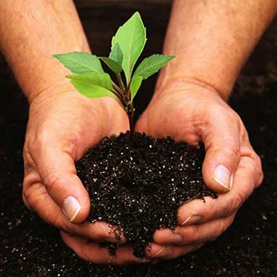 Seedling.jpg
