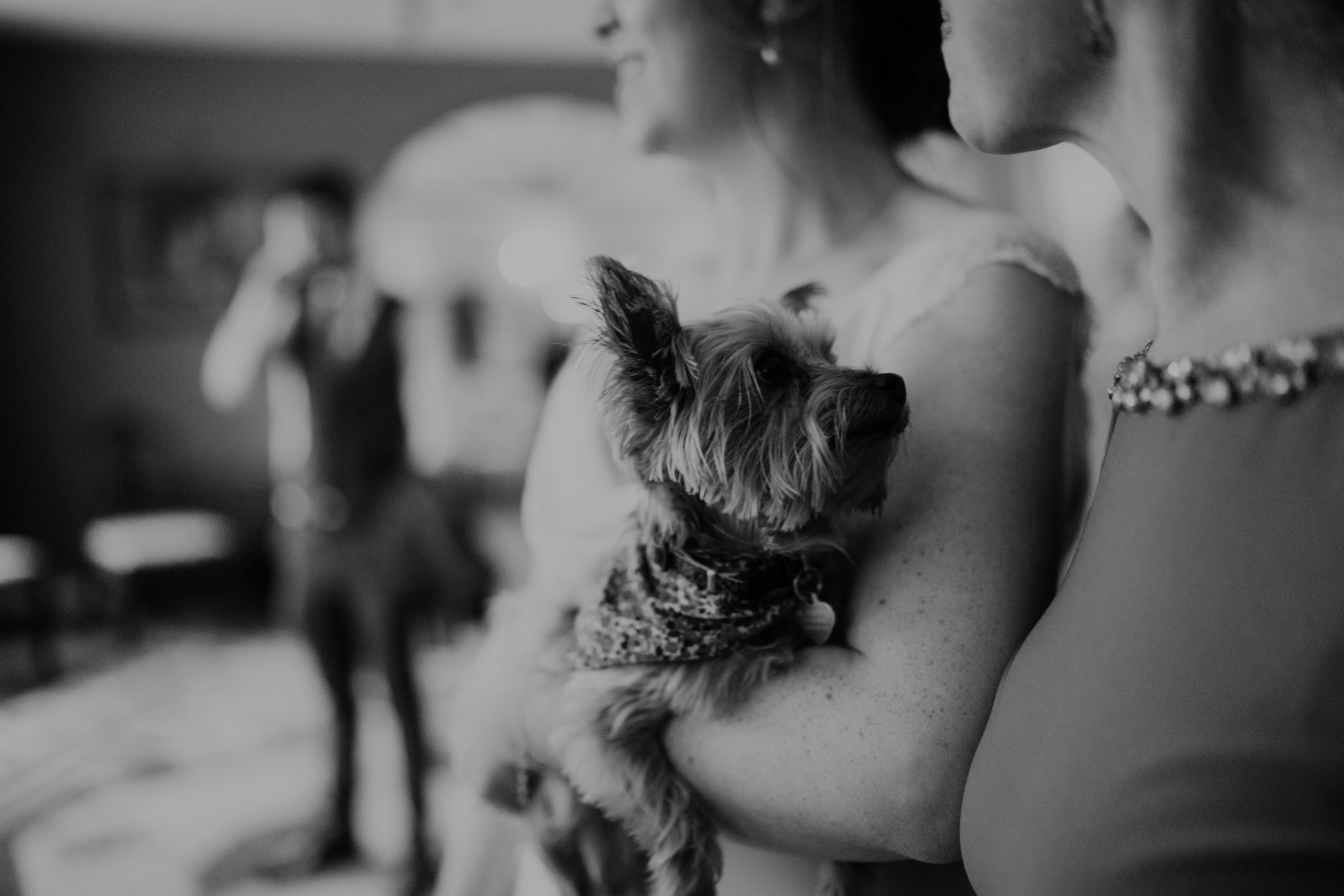 dog at wedding at lissanoure castle