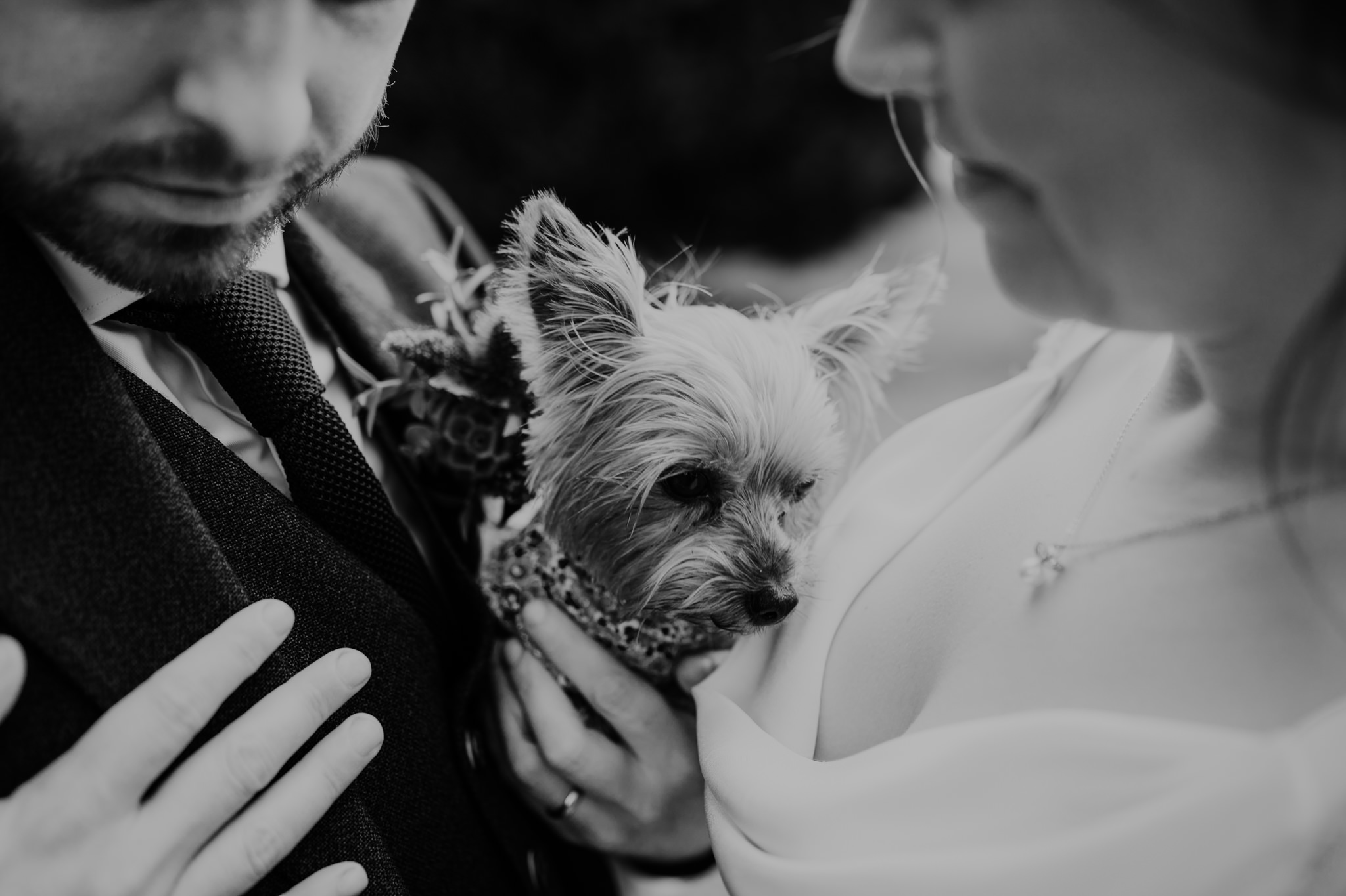 dog at  wedding at lissanoure castle