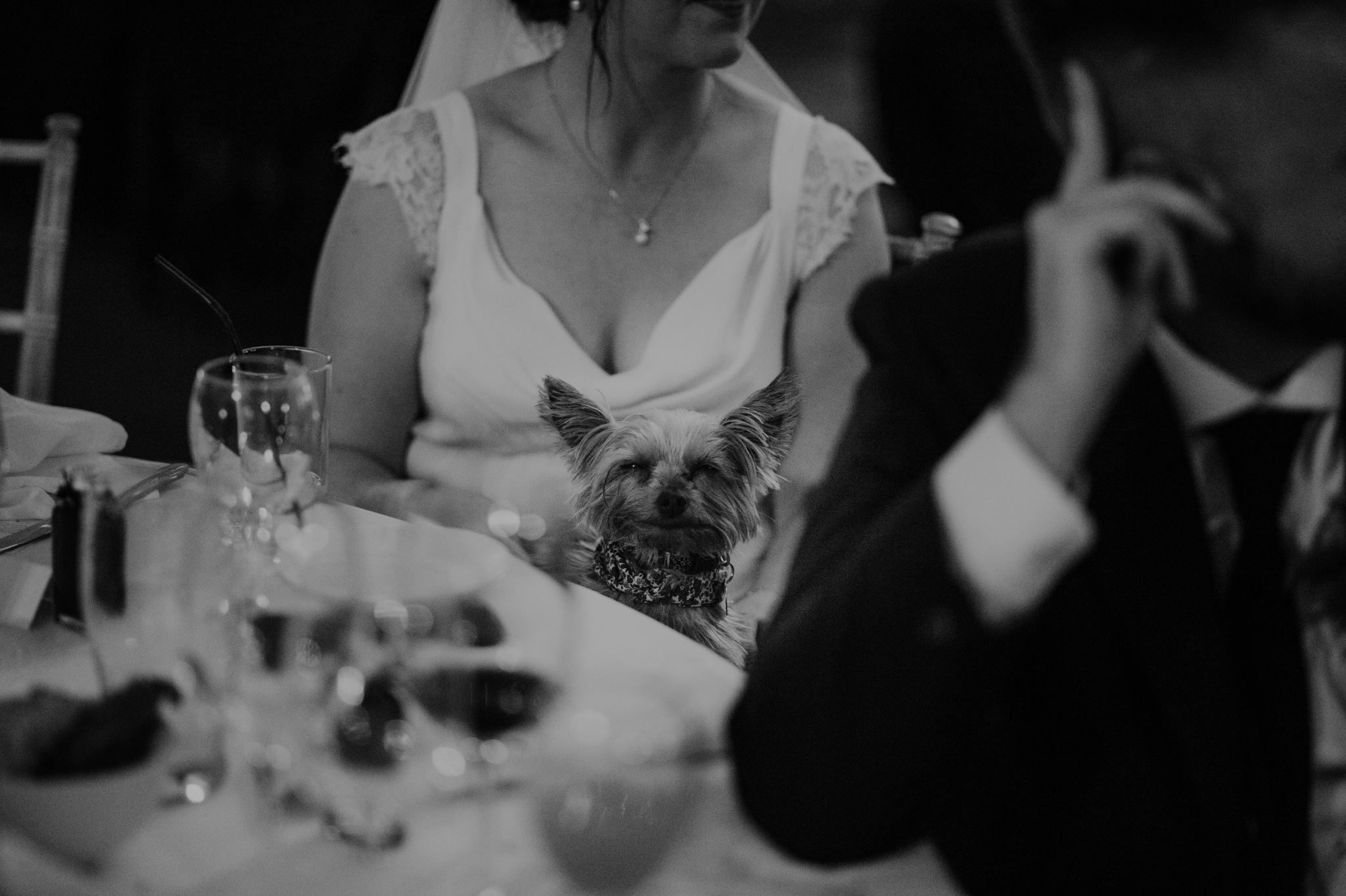 dog at wedding at lissanoure castle