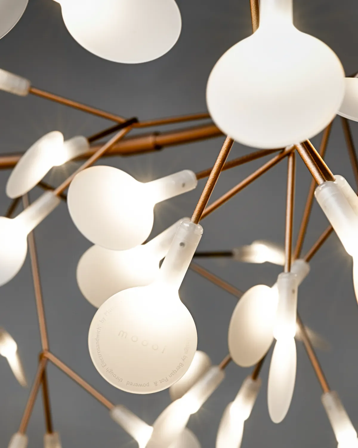 Heracleum-detail-Electrosandwich.webp