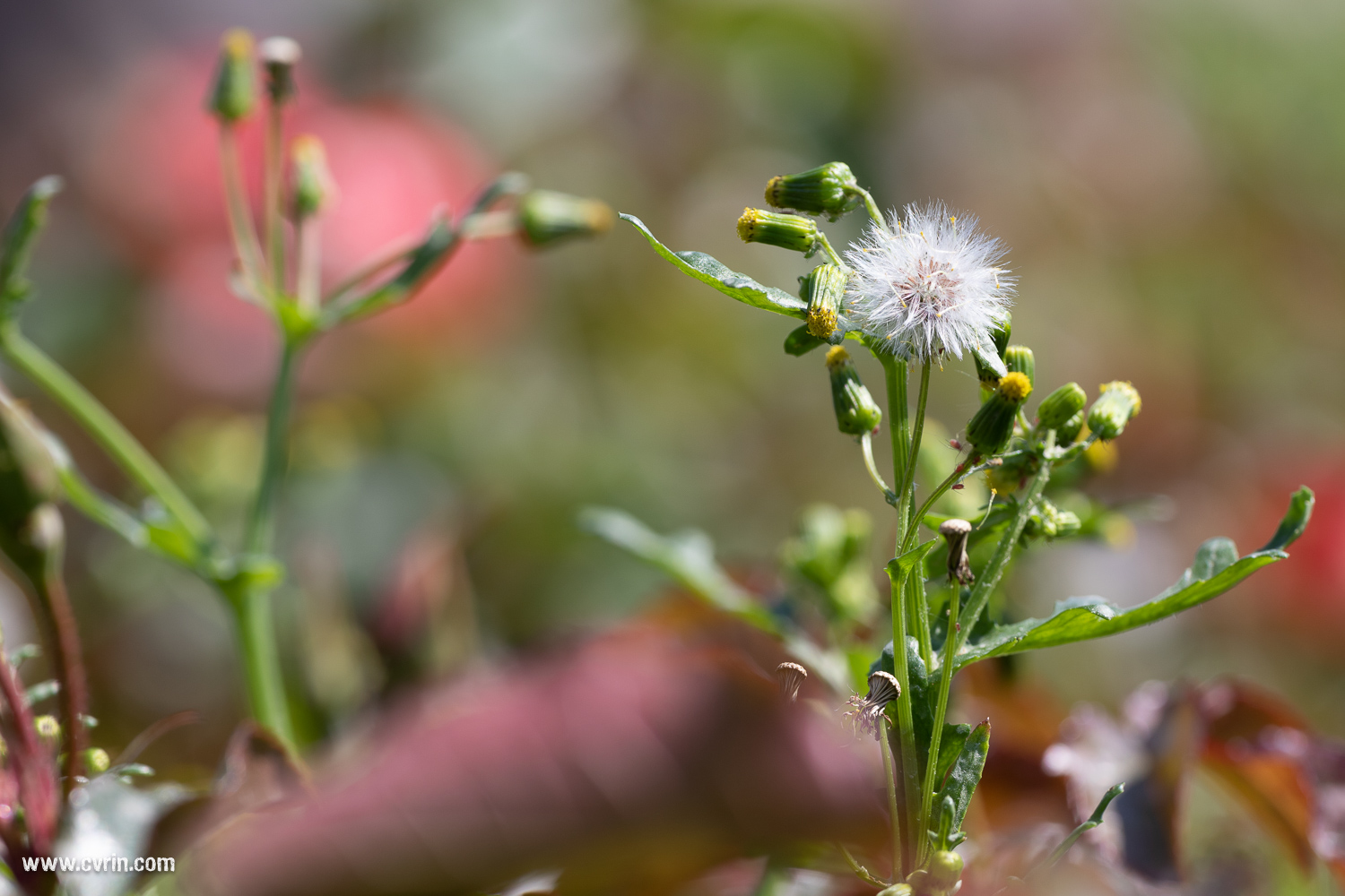 Sigma EX 180mm/2.8 DG OS HSM Macro 1:1 Que dire de plus si ce n'est que le bokeh est crémeux à souhait?