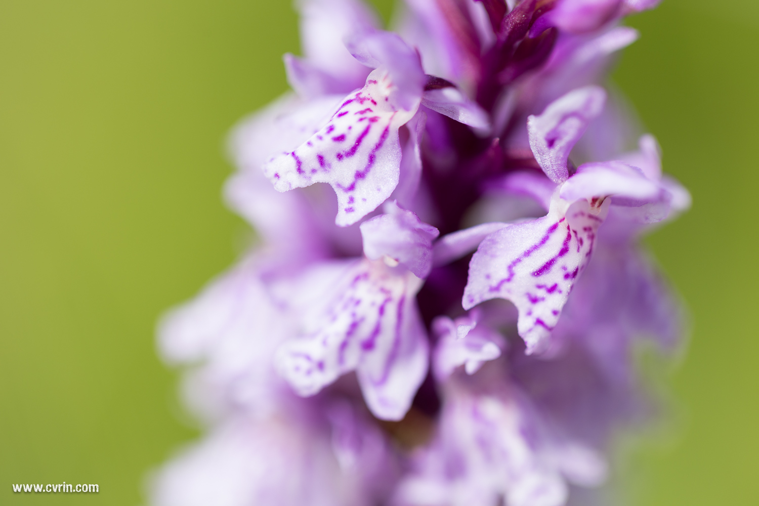 Orchidée sauvage
