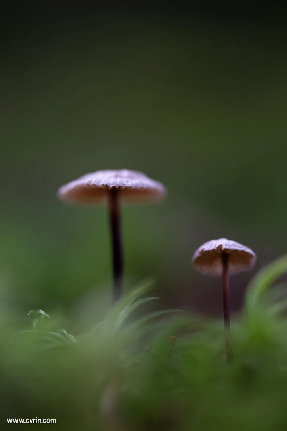 Qui dit mousse dit… champignons!