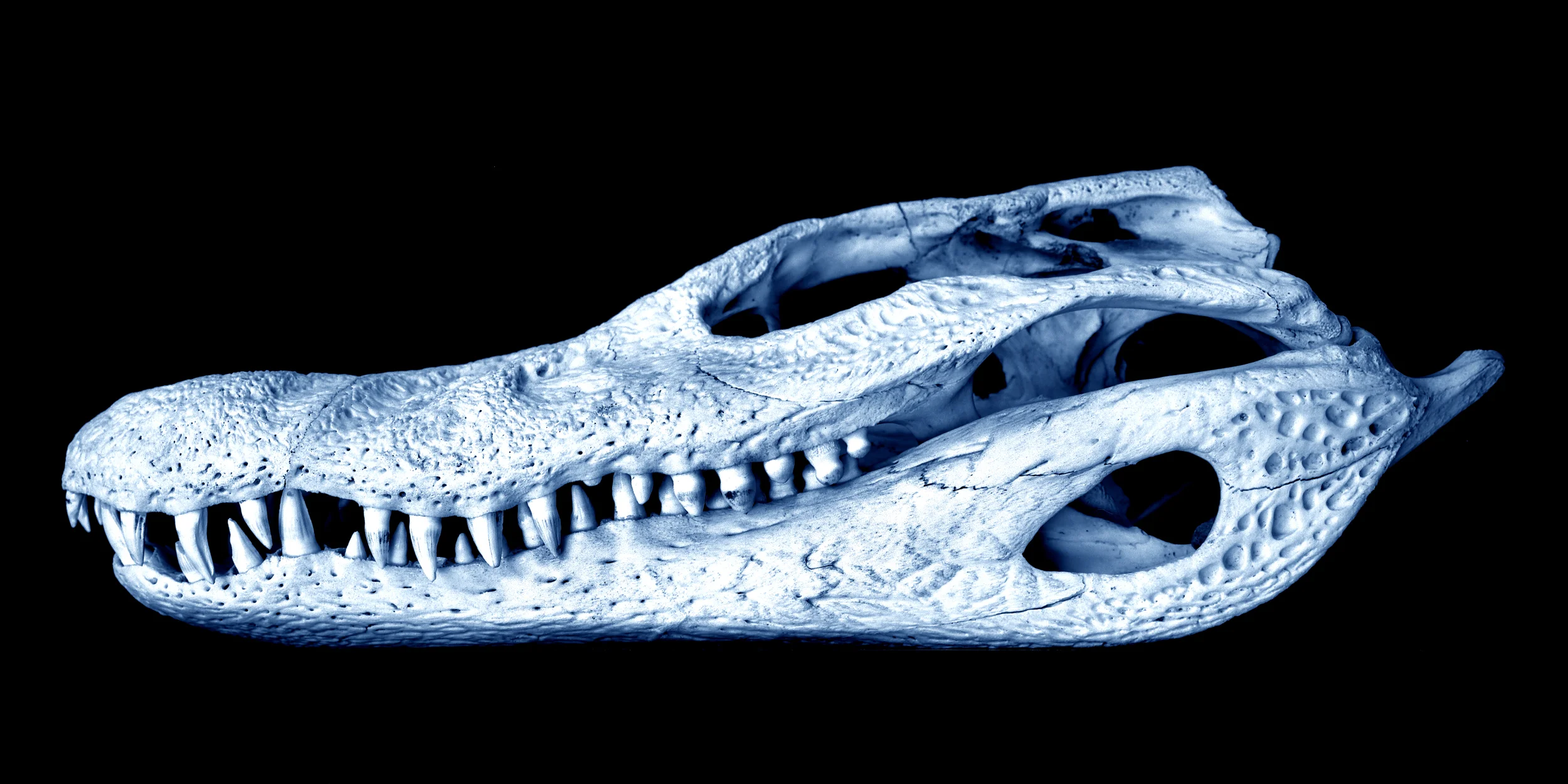 Alligator