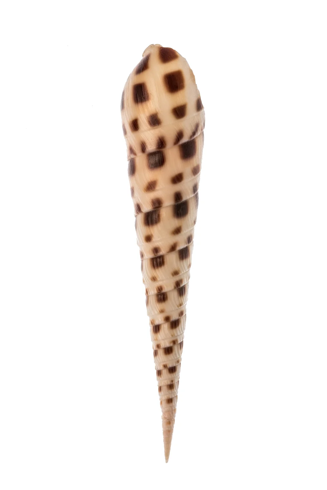 Muschel I.jpg