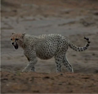 Baby Cheetah 3.jpg