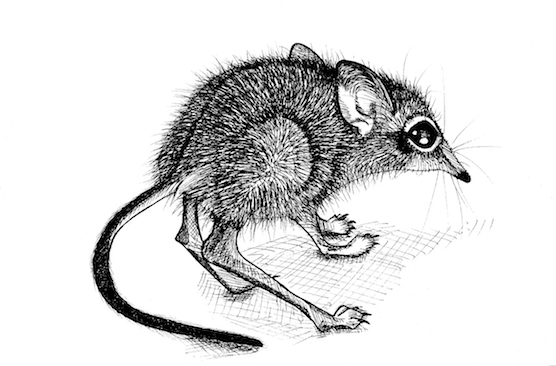 Inkttekening jonge rosse springspitsmuis