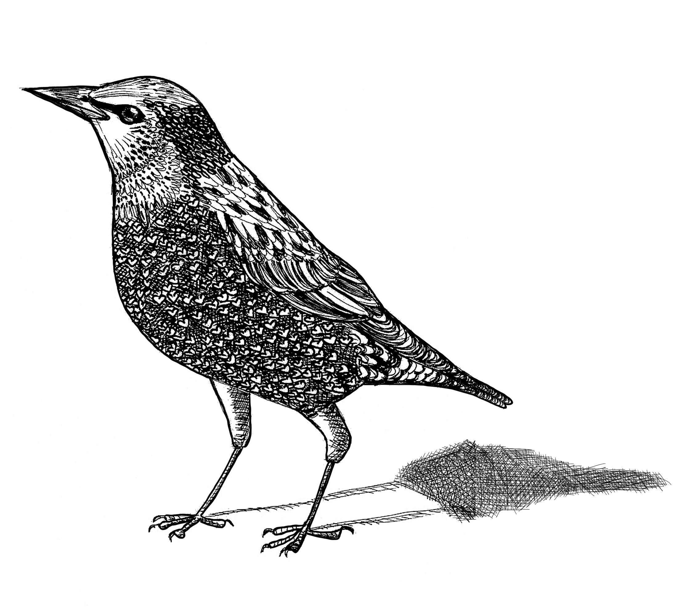 inkt tekening spreeuw vogel