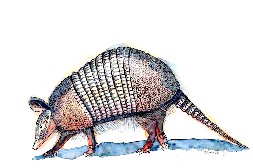 illustratie tekening gordeldier armadillo, inkt met aquarelverf. print artprint kunstwerk