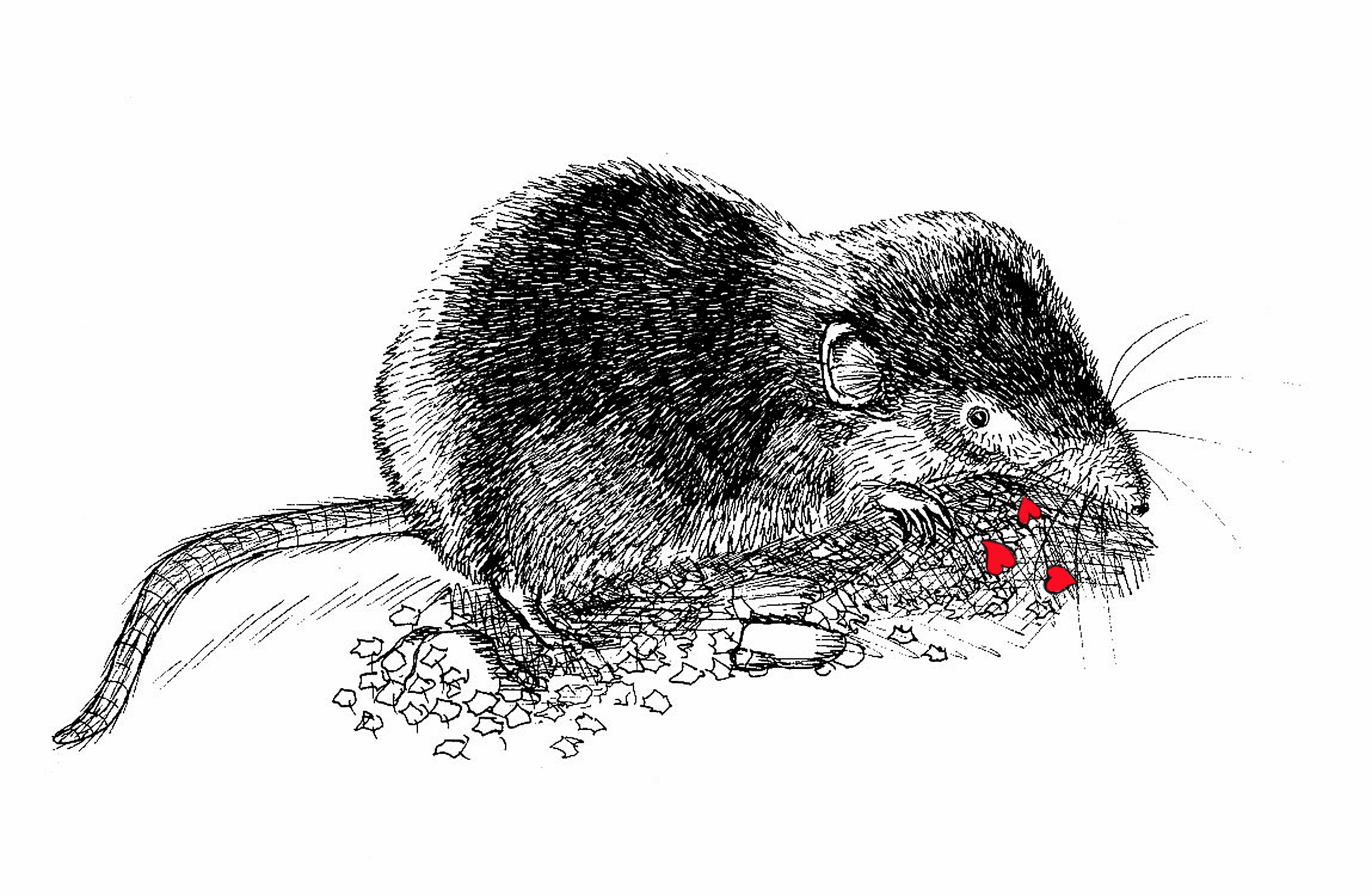 bosspitsmuis scherp valentaine 72 dpi.jpeg