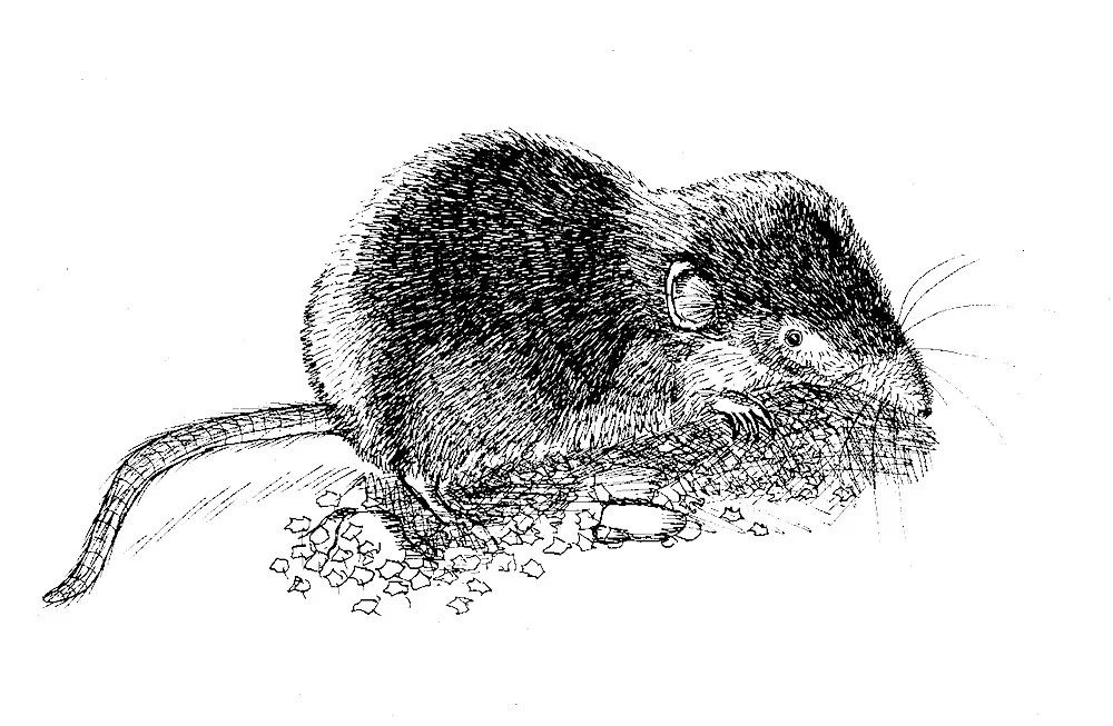 inkttekening van een spitsmuis