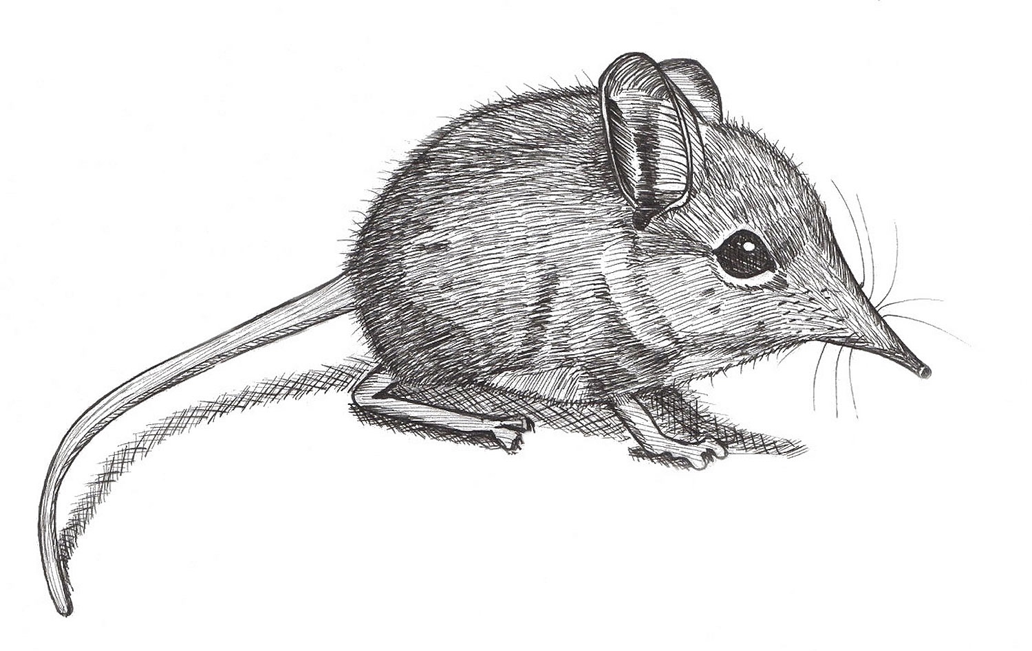 Kaapse+Oliefantspitsmuis+witte+achtergrond+72dpi.jpg