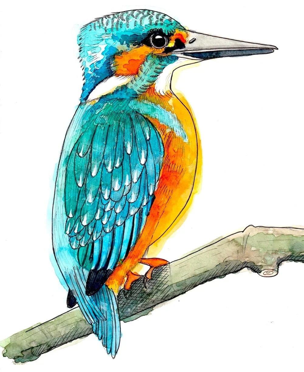 ijsvogel 72.jpeg