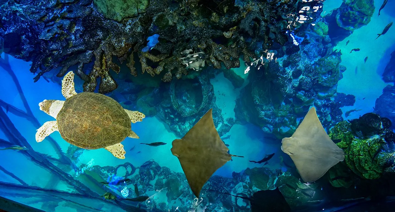 1st Grade - New England Aquarium