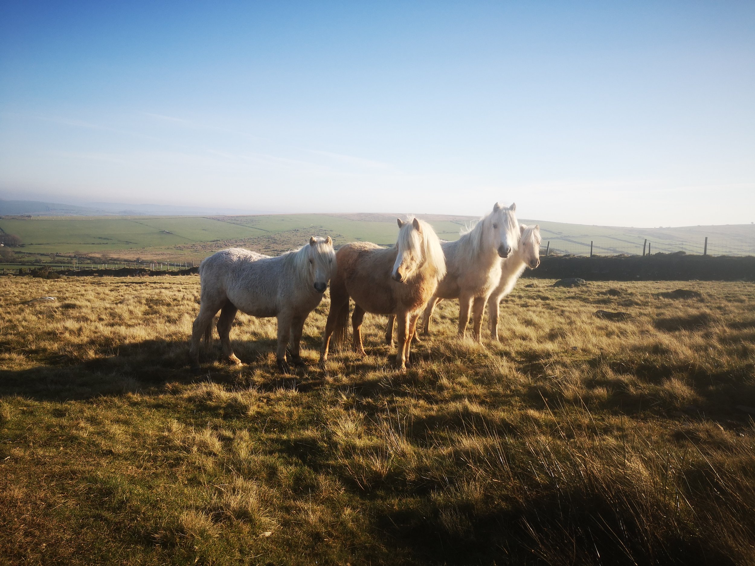 WILD: The Horse Constellation, Dartmoor, England