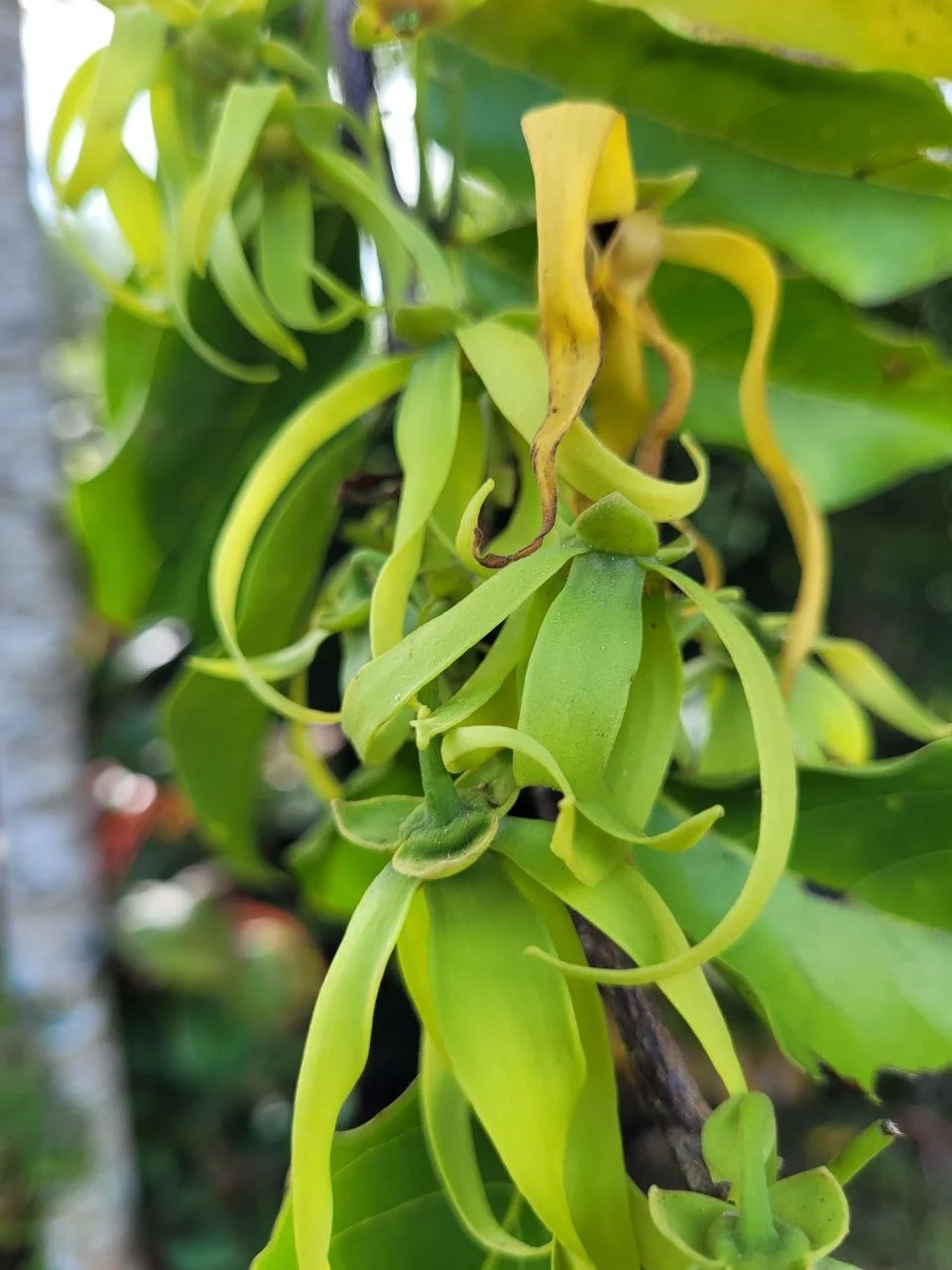 The Medicine from the ‘Queen of Perfume’