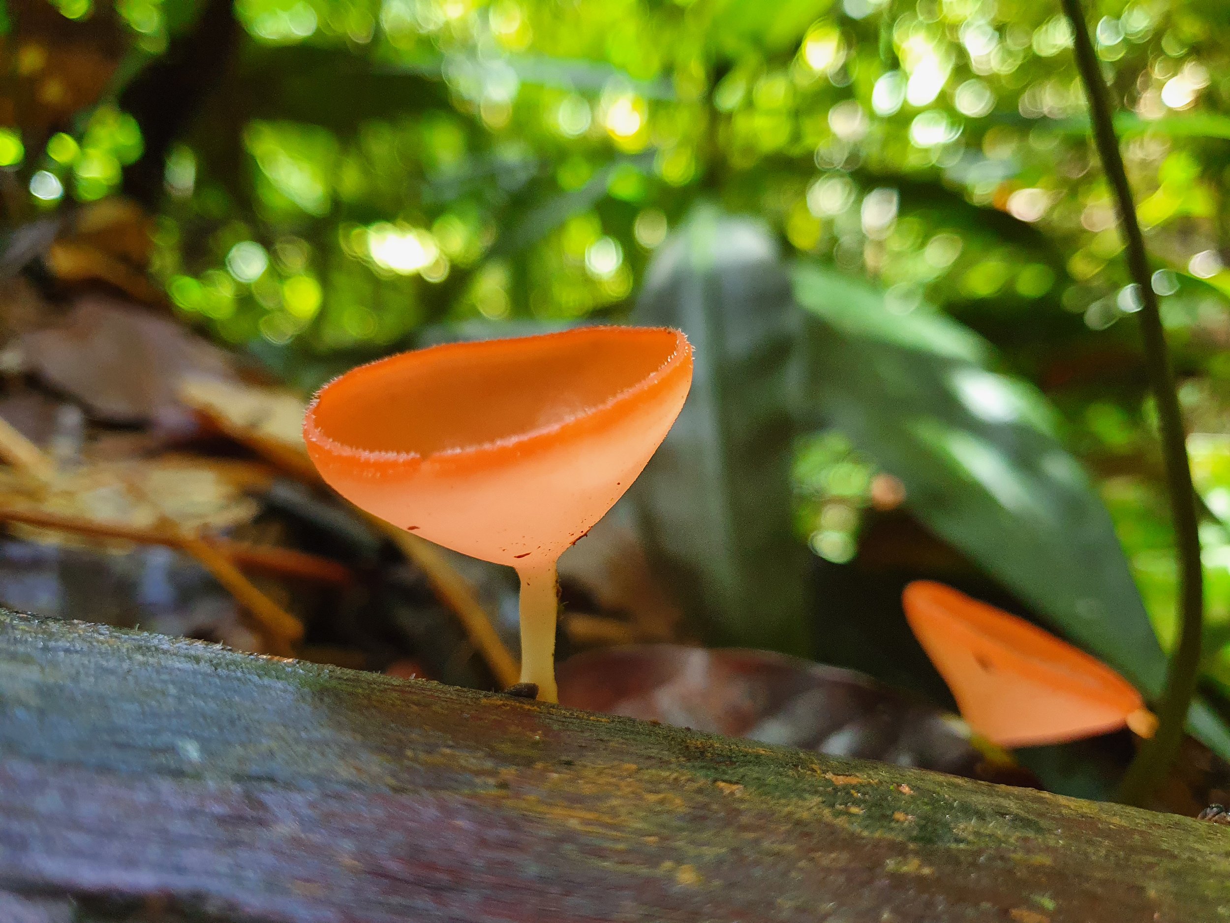 Why I Took Up the Aerial Hoop