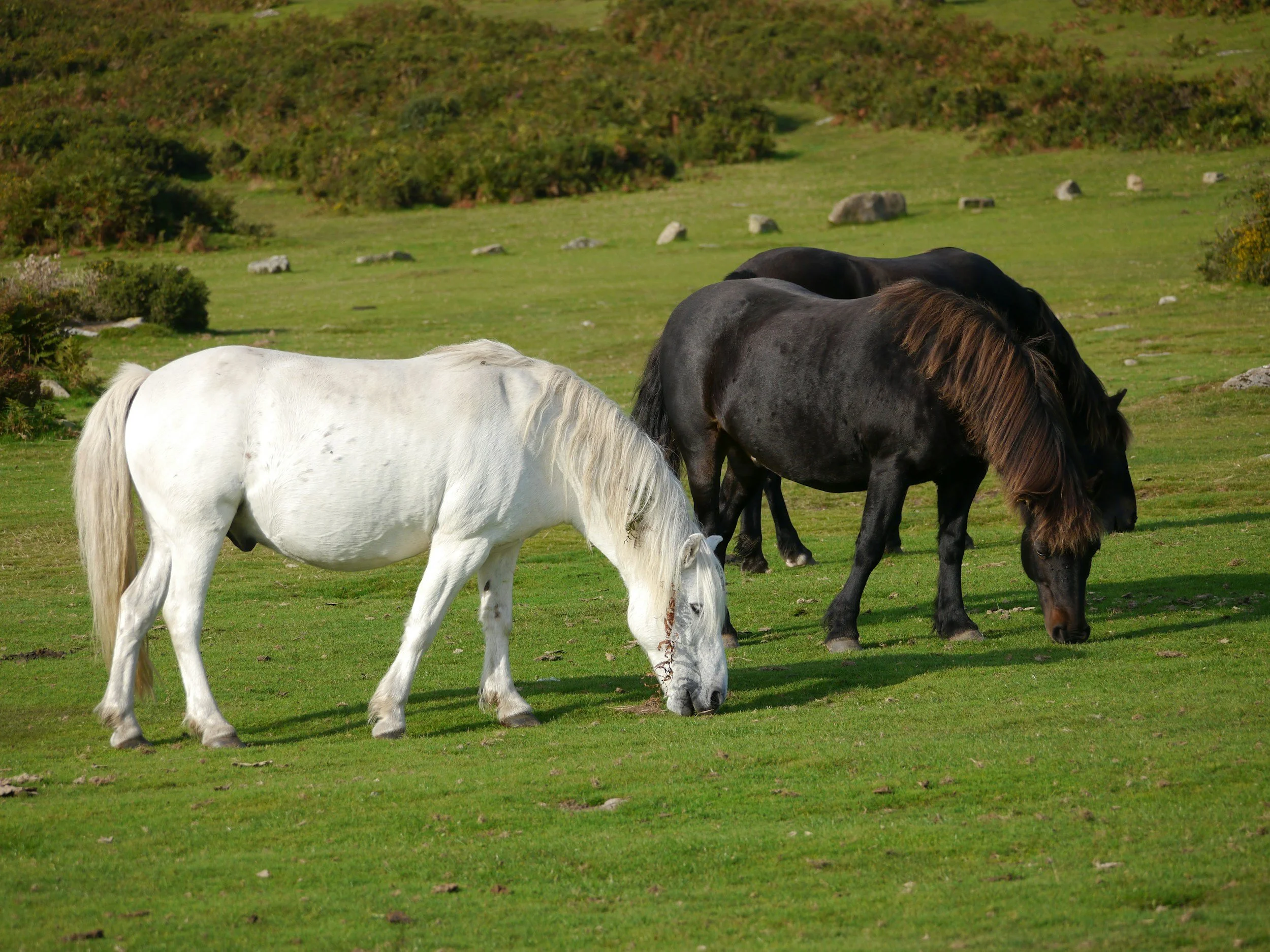 WILD: Horse Constellation, Dartmoor