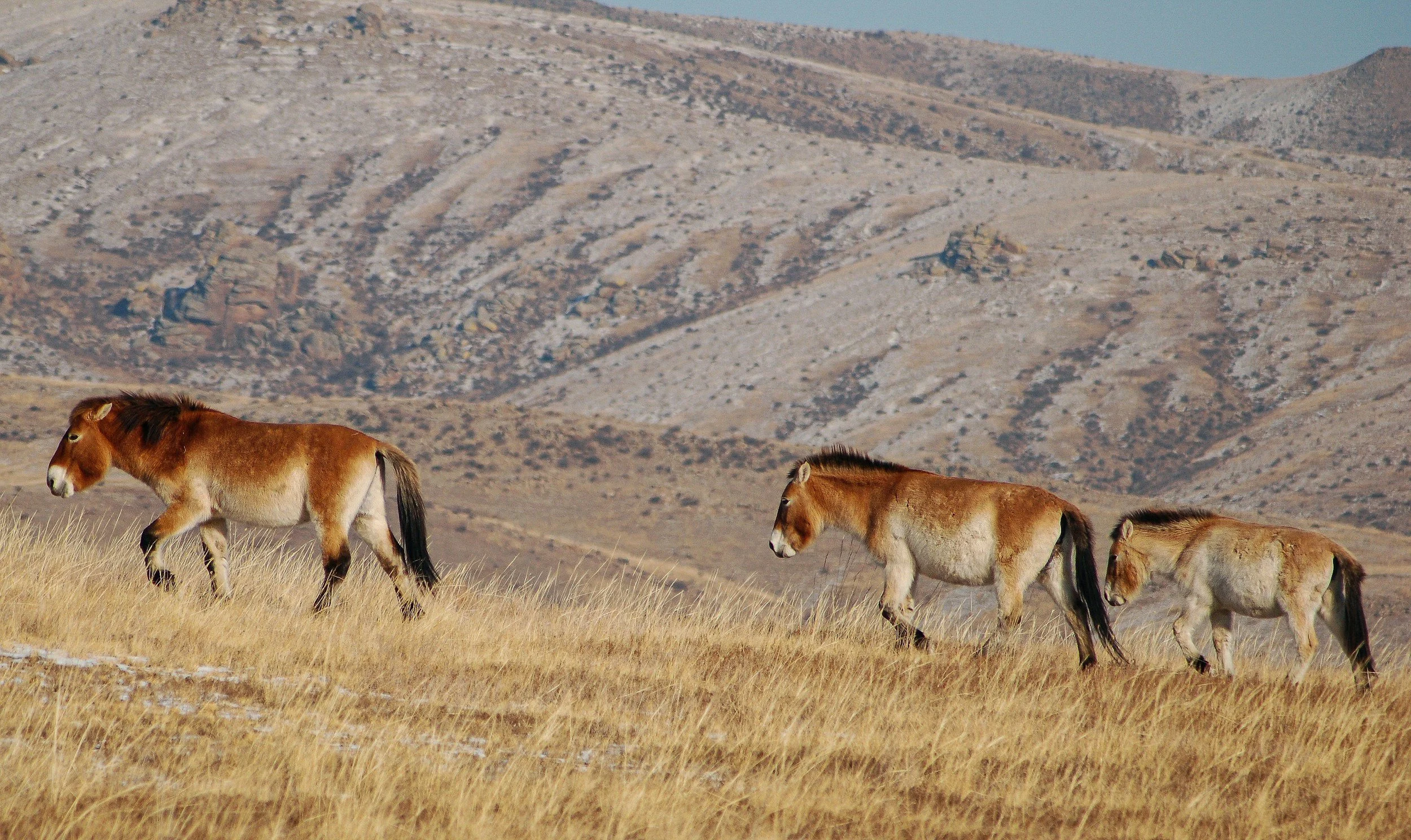 Constellating the Takhi, Mongolia 2028