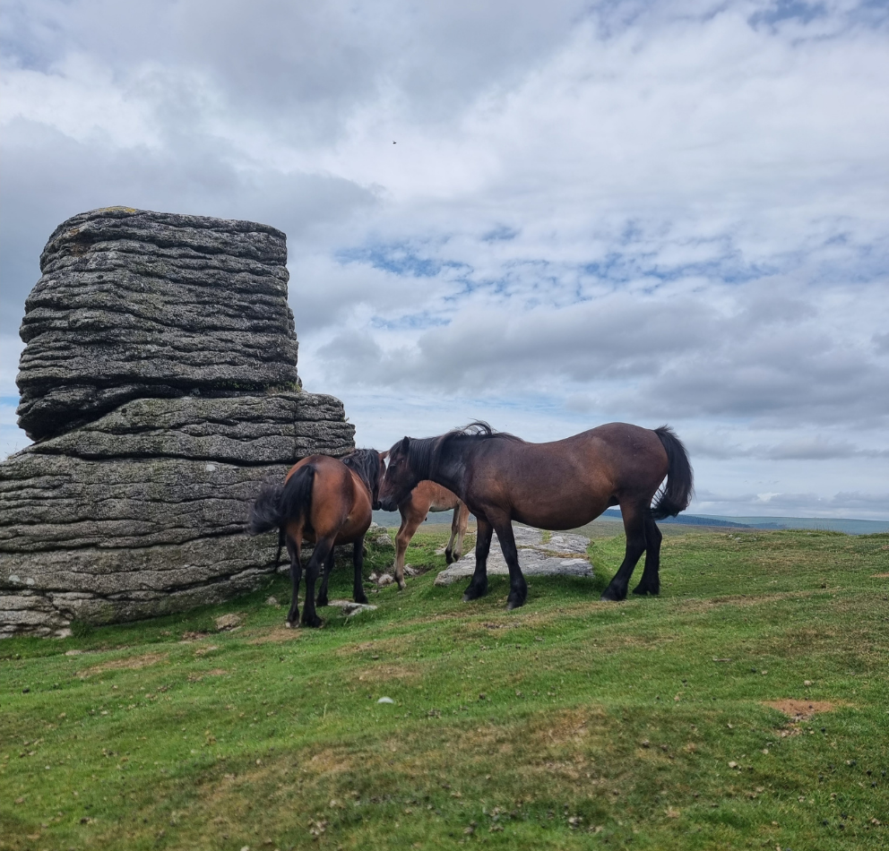 Dartmoor-pic-997.png