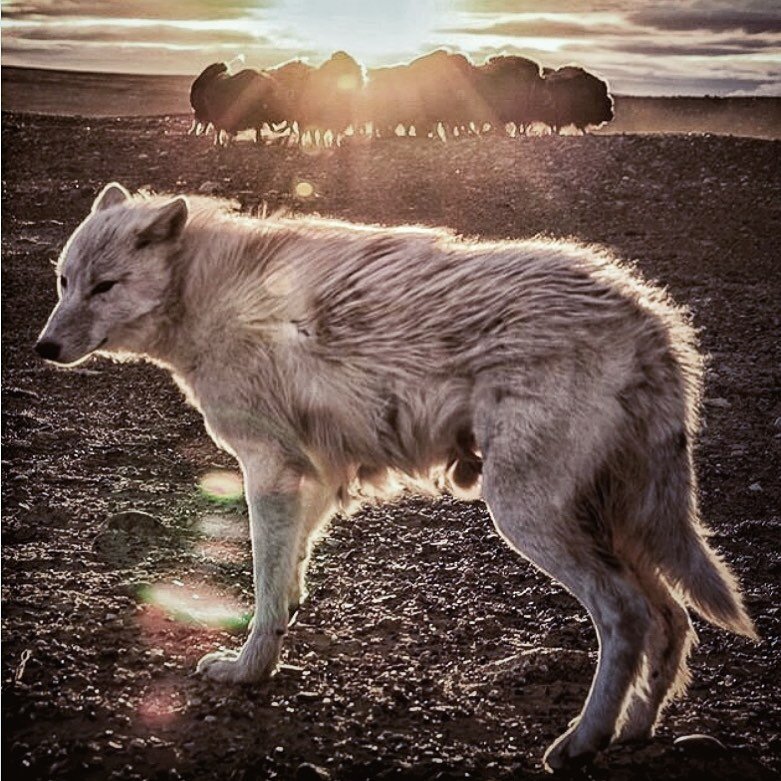/ Wolves once roamed most of North America, including all of Colorado. But today, they are gone. After decades of European-American persecution, the last known Colorado wolf was shot in 1945 in the San Juan Mountains. Since then, Colorado has been wo