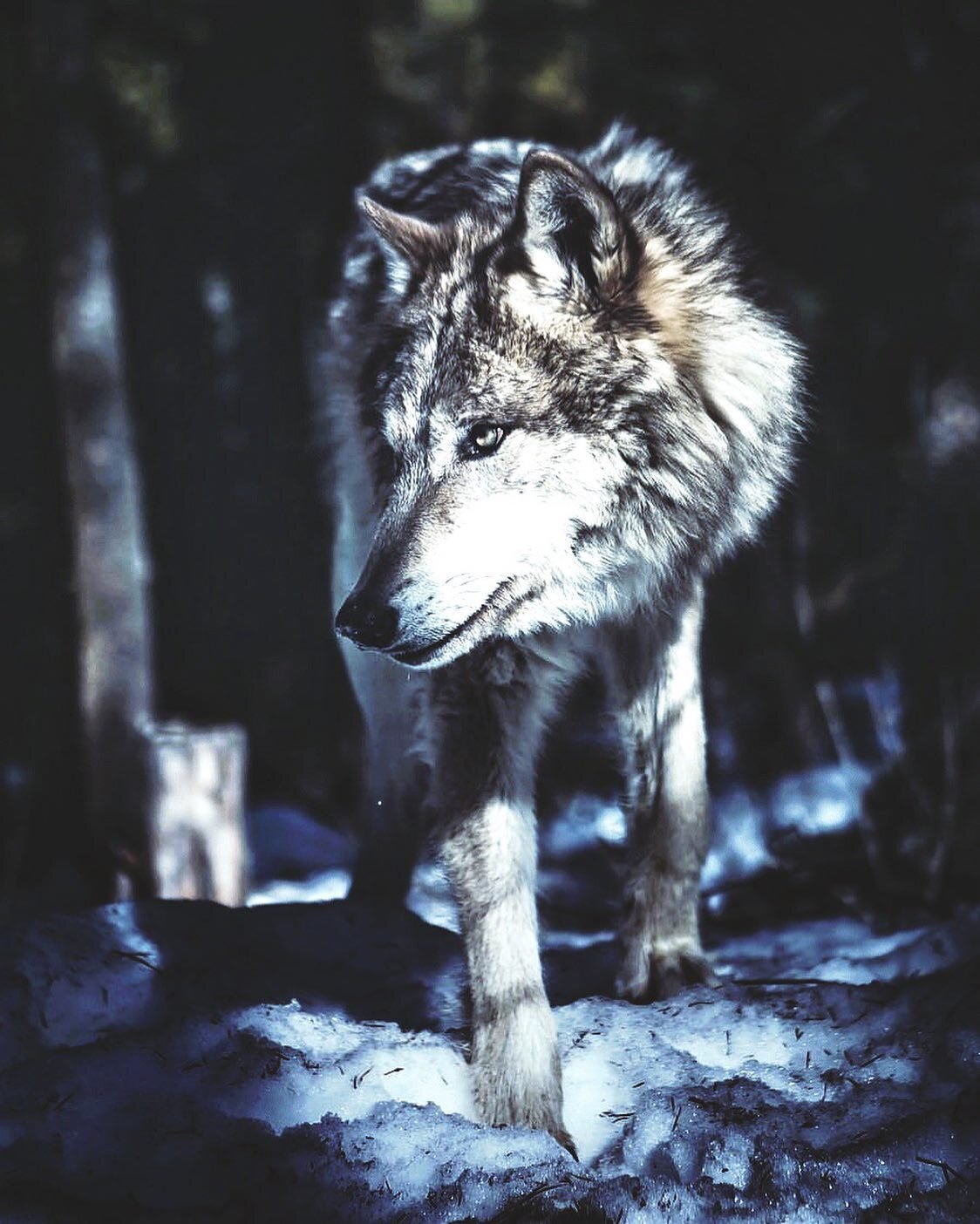 / &ldquo;We do believe that wolves are necessary for the ecosystem. The ecosystems cannot support how many elk and deer we have, and over time we&rsquo;re going to start to see a degradation of ecosystems due to that.&rdquo; - Erika Moore of Colorado
