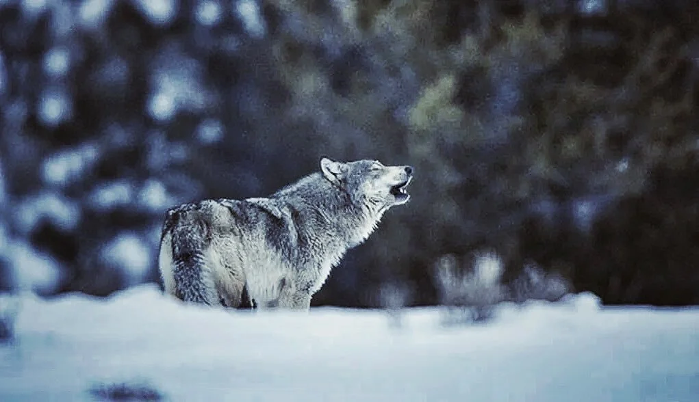 / this month is the 26th anniversary of wolf reintroduction to Yellowstone National Park. Biologist Doug Smith has been overseeing this from the beginning and stands behind this movement. Read more about it through an interview with Doug at the link 