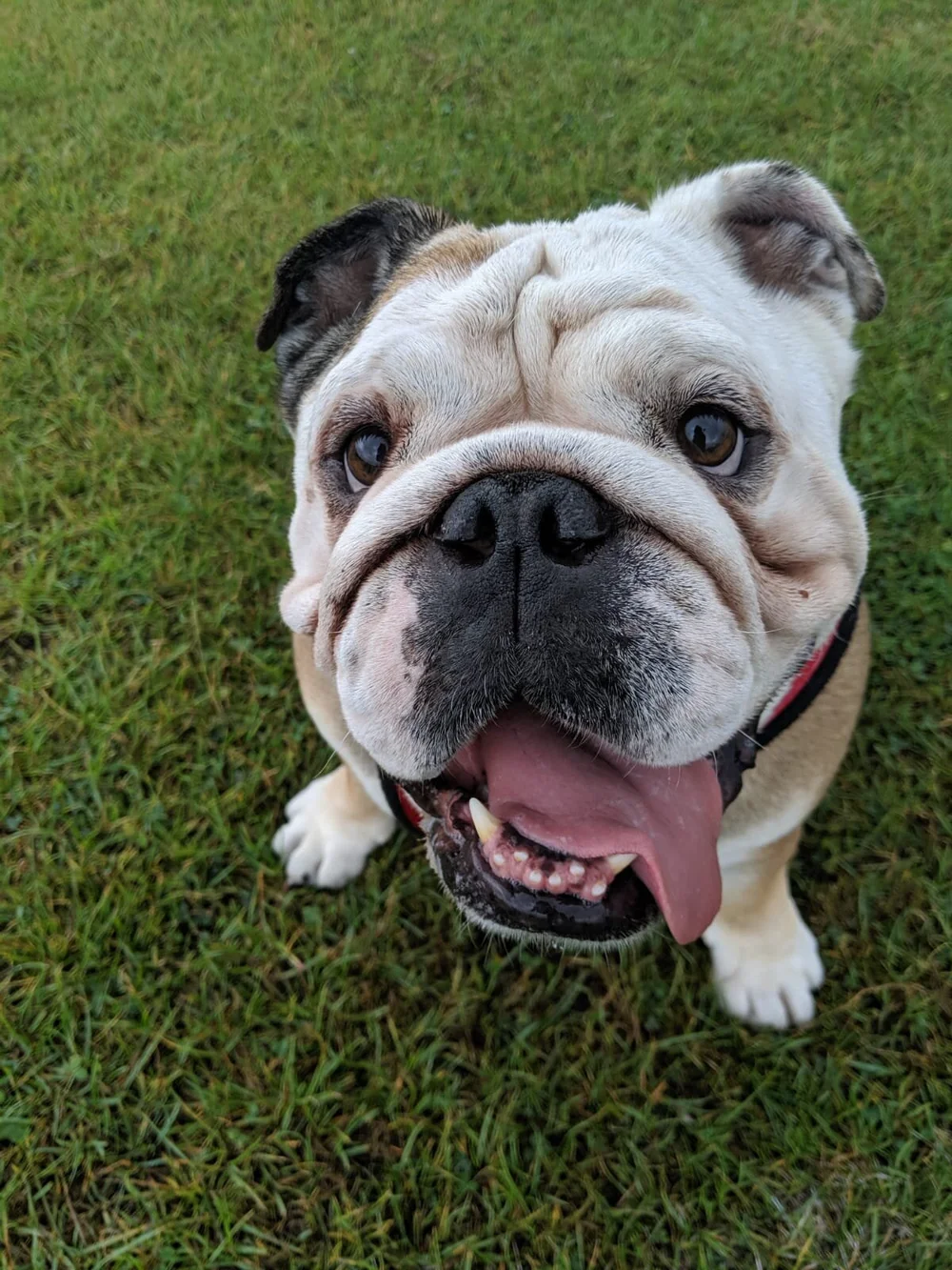 How Do I Know If My Bulldog Is Happy