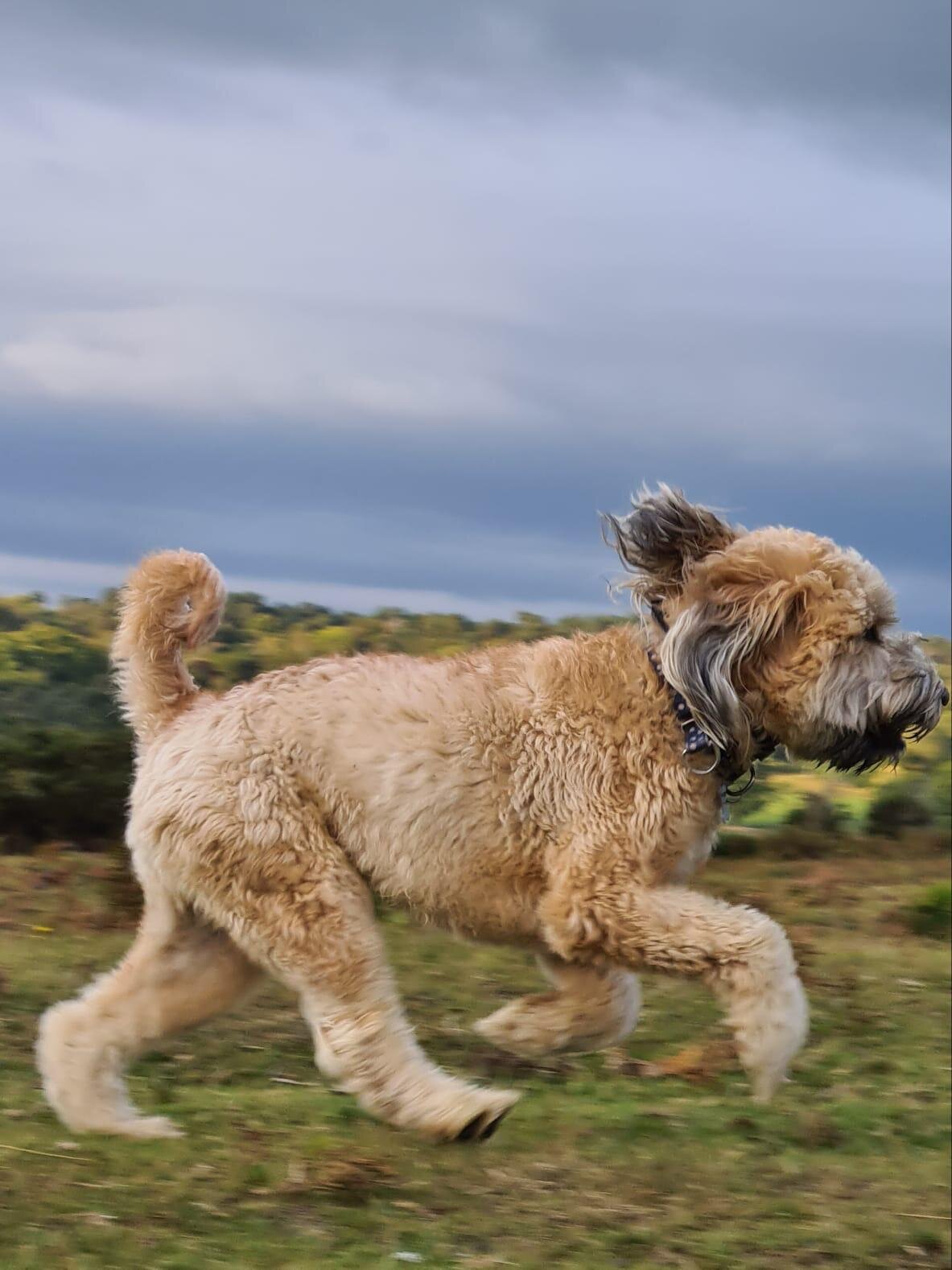 Rory - Soft Coated Wheaten Terrier