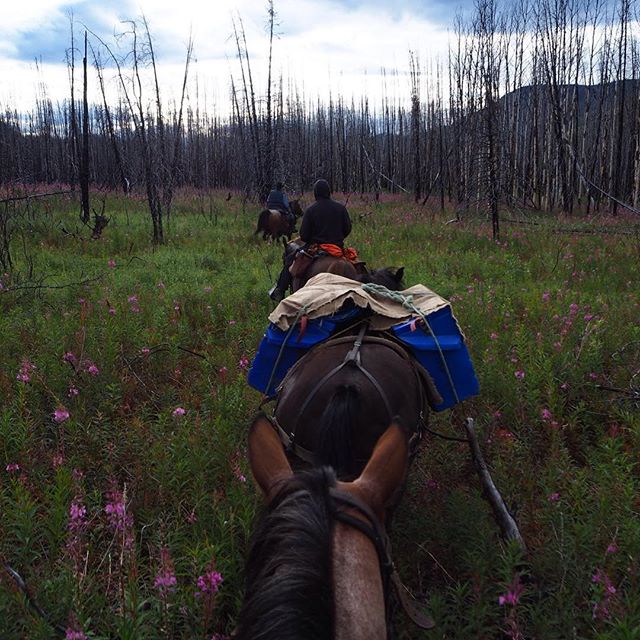 Traveling through a burnt forest. .
.
.
.
#tahltanterritory #tahltan #tenemehodihi #horses #trailrides #packhorses