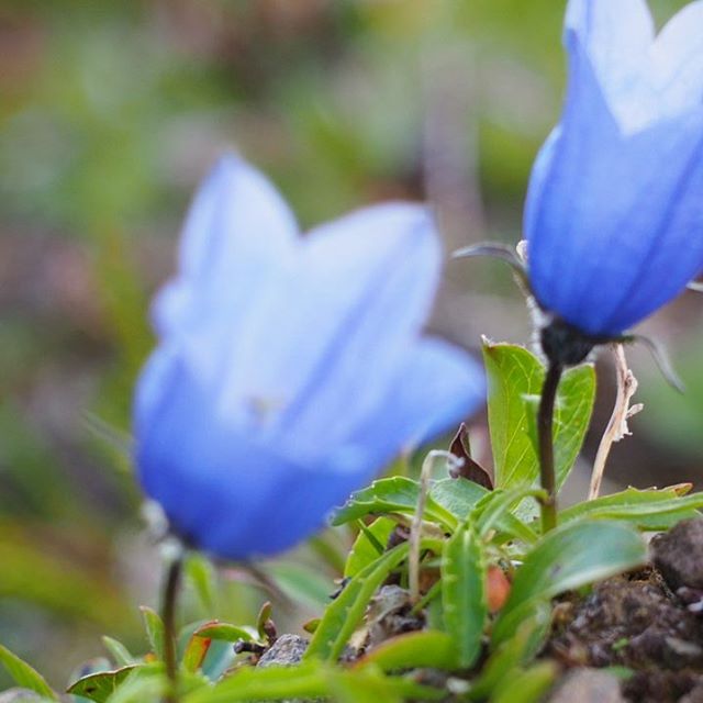 Need to gain some elevation to find the Mountain Bluebell.
.
.
.
#tahltan #tahltanterritory #tenemehodihi #flowers