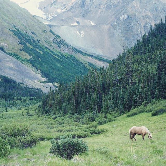 One of our pack horses tethered after a long hike into our first camp site .
.
.
#tenemehodihi #tahltan #tahltanterritory #horses #mountains #landscape