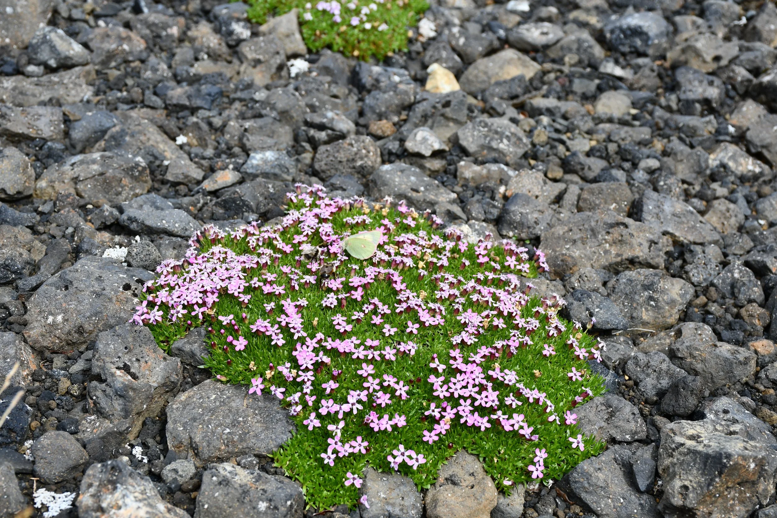 DSC_0120.JPG