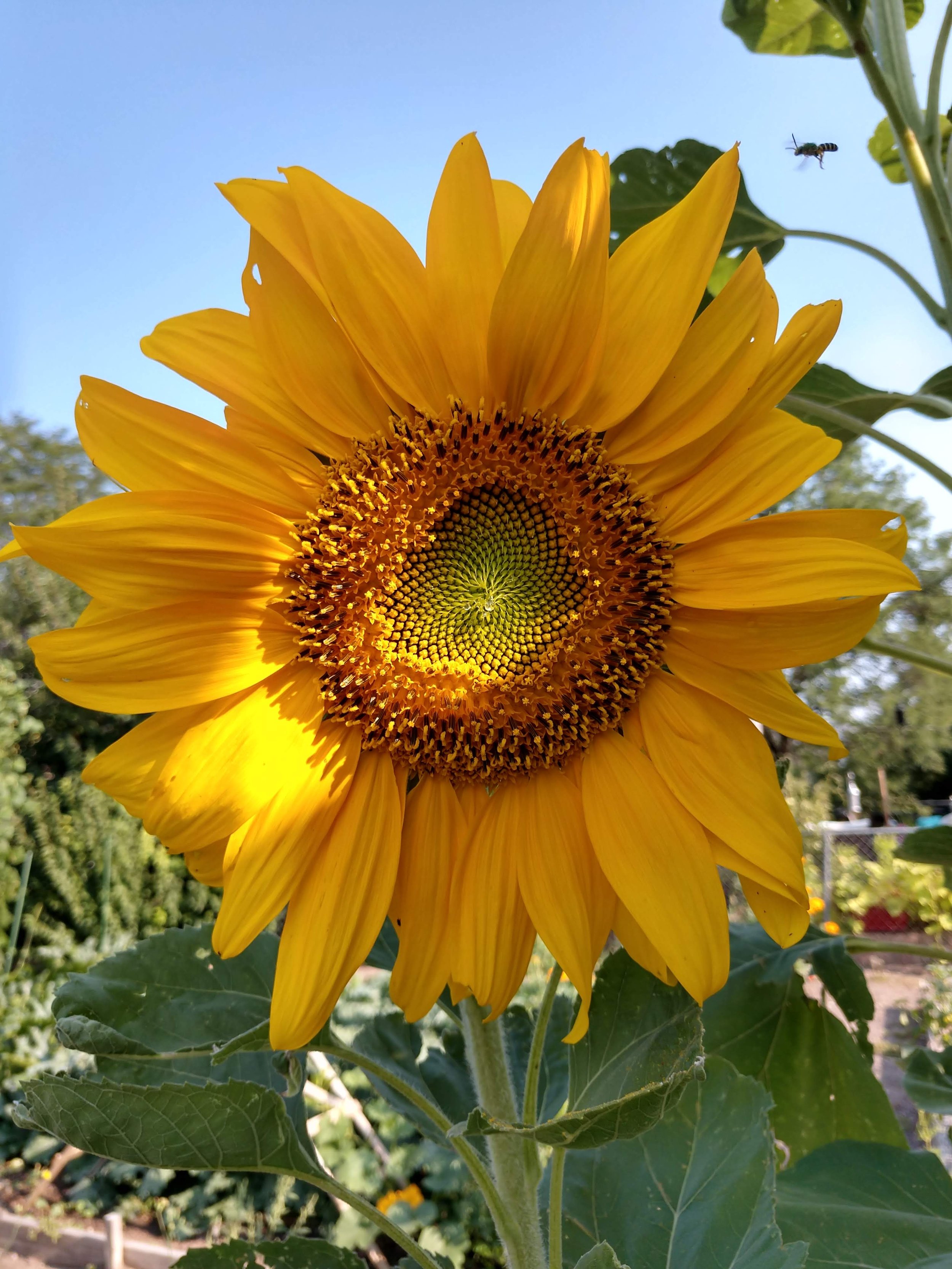 IMG_20180814_090603200_HDR.jpg