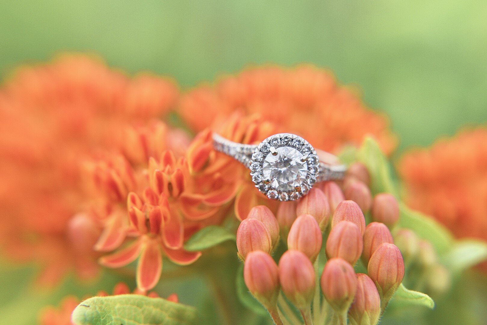 Wildflower Nature Park Engagement captured by Jasmine Norris Photography. See more engagement photo session ideas on CHItheeWED.com!
