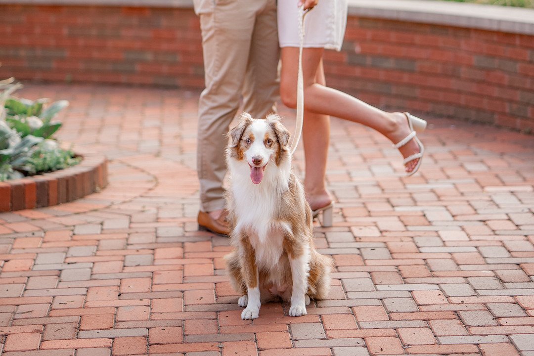 McDonough_Galiardo_Maura Black Photography_chicago-summer-engagement (15)_low.jpg