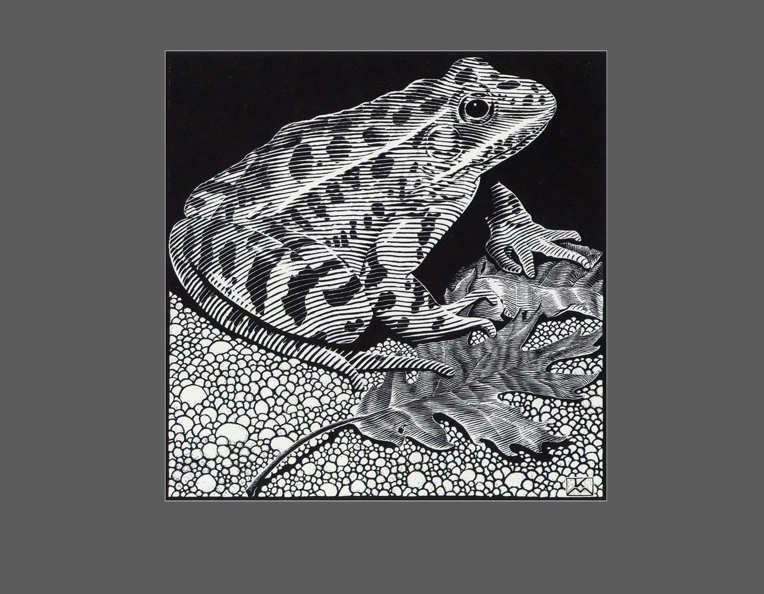 Scientific Bulletin cover - scratchboard Cover illustration for an internationally distributed scientific bulletin. The frog in the image was a newly discovered species, so the image’s accuracy was extremely important.