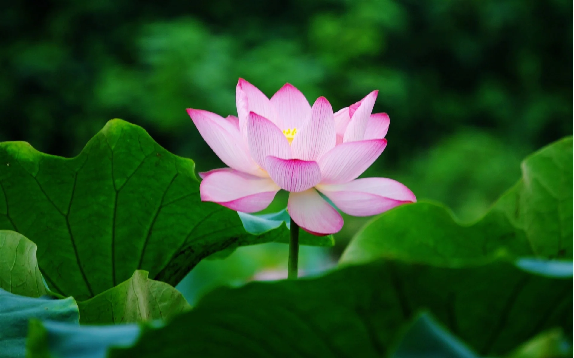 lotus-images-21.jpg