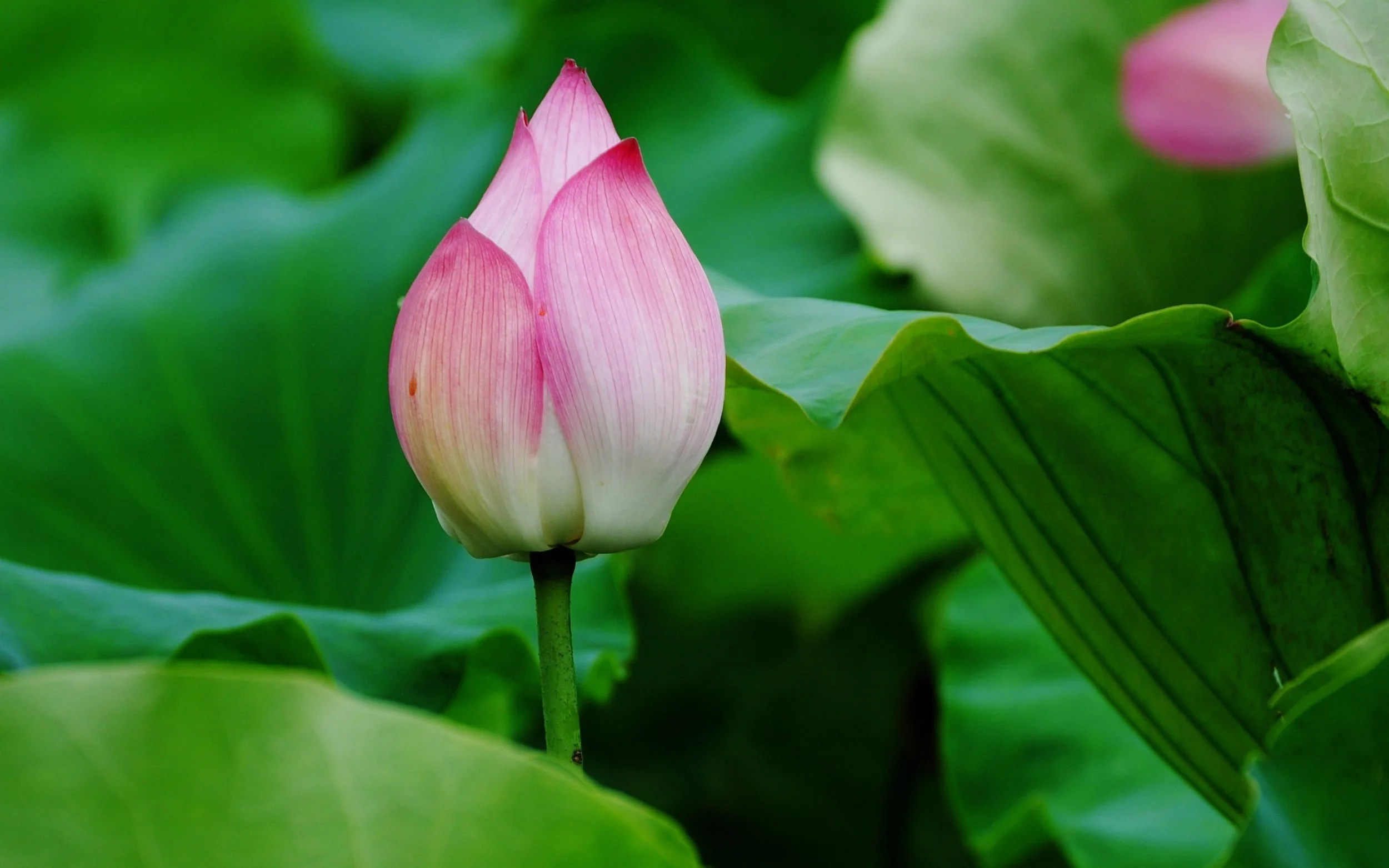 Lotus-bud-close-up_2560x1600.jpg