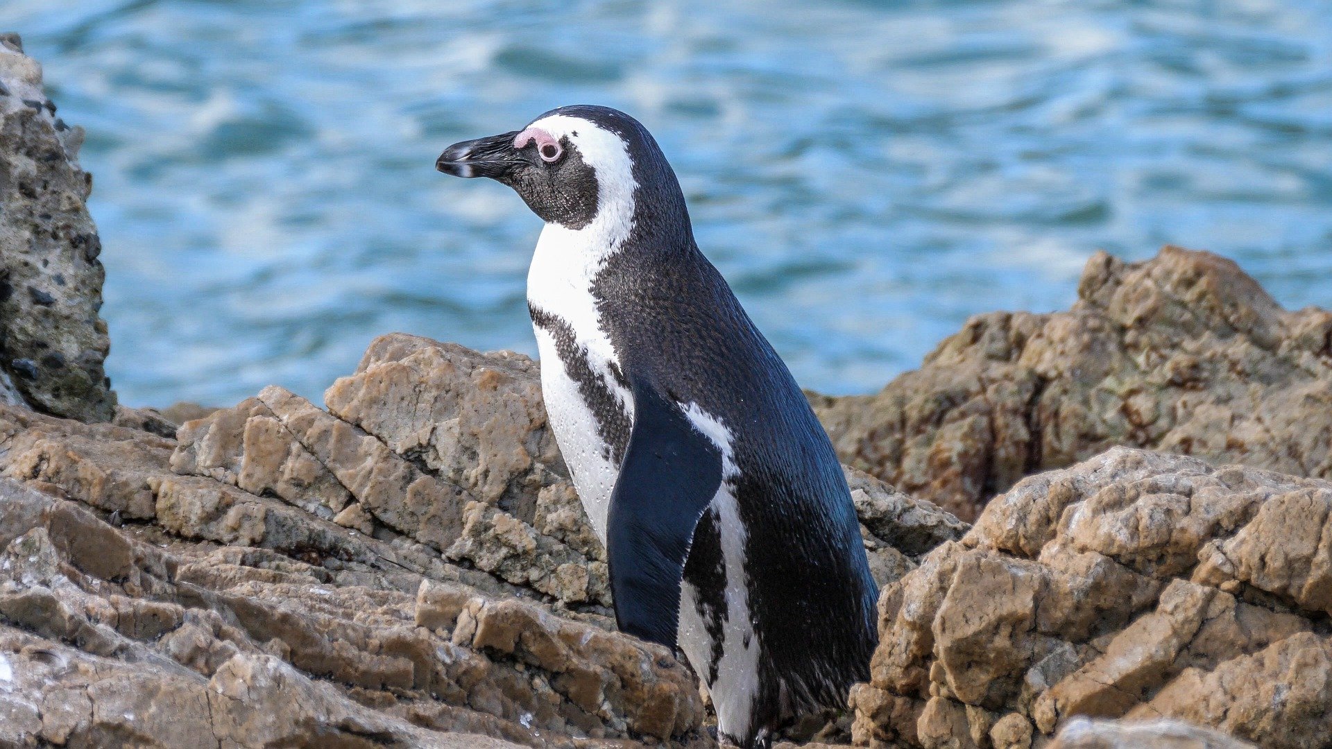 Phillip Island, where little penguins come on shore