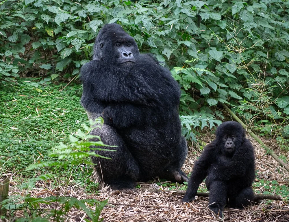 Mountain Gorillas eat roots, shoots, fruit, wild celery and pulp