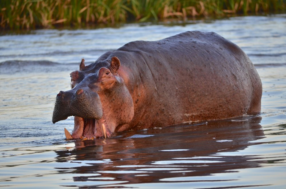 Hippos weigh 1590 to 4500 kg.