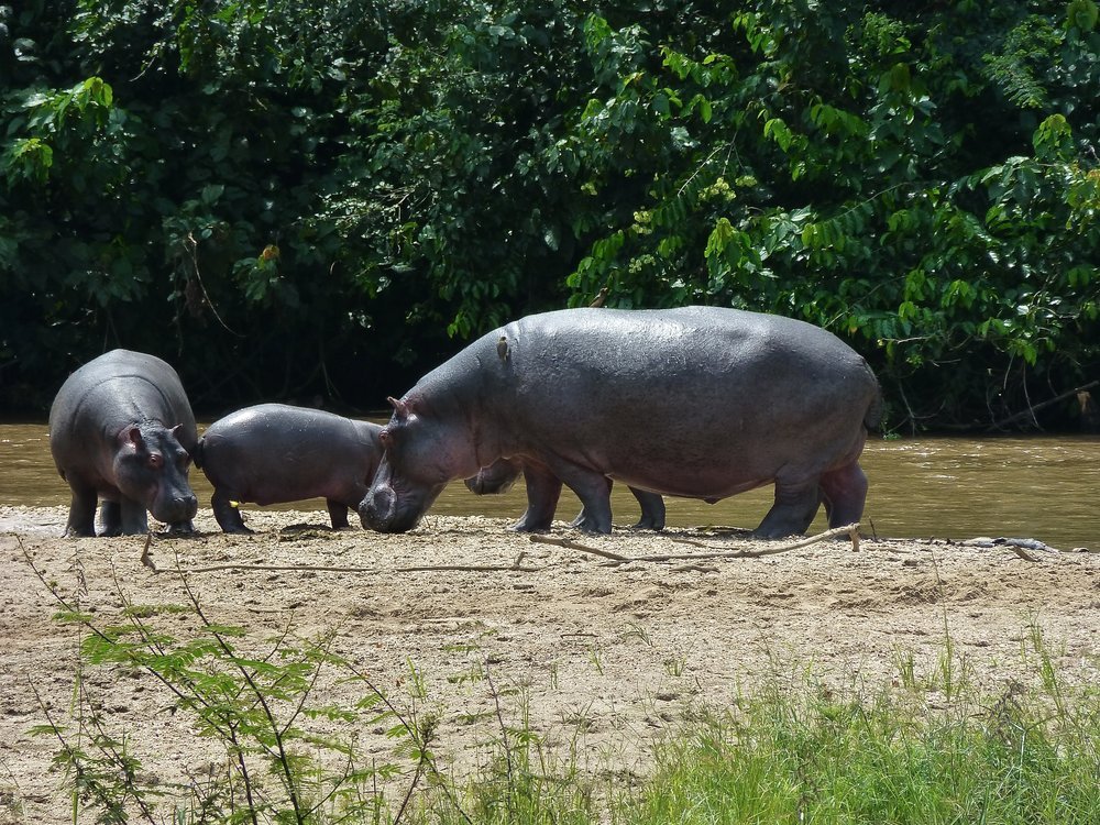 Family of Hippos