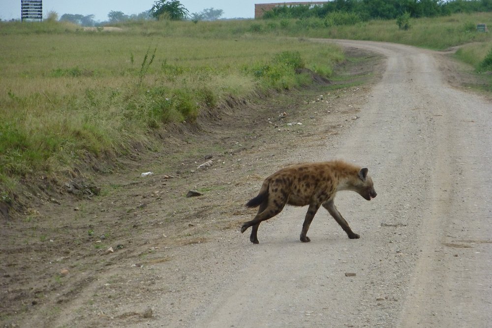 Hyena