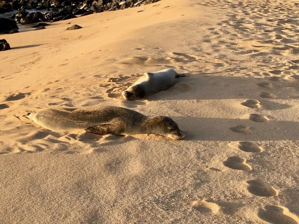 Seals relaxing on the beach